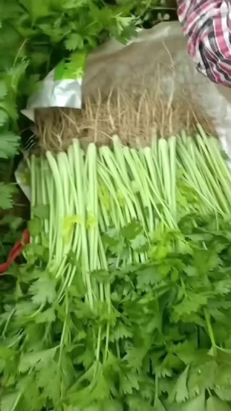 香芹