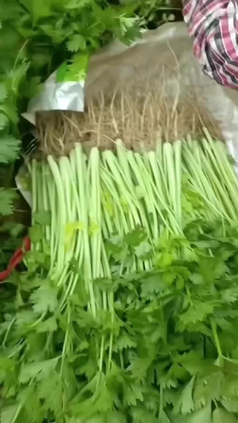 香芹