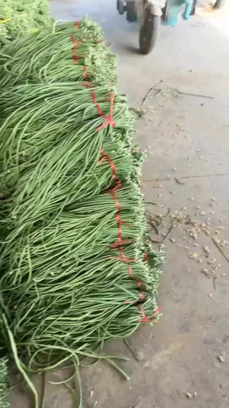长豆角长缸豆