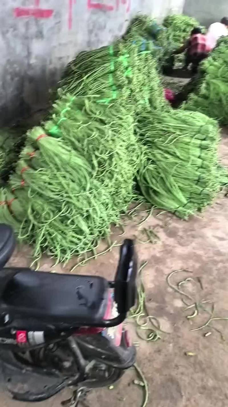 长豆角长缸豆