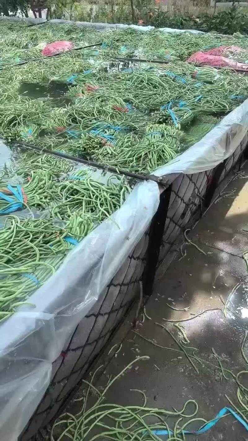 长豆角长缸豆