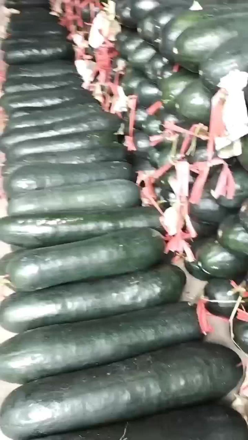 商丘本地精品吊冬瓜黑皮，大量现货，质量保证，一手货源，