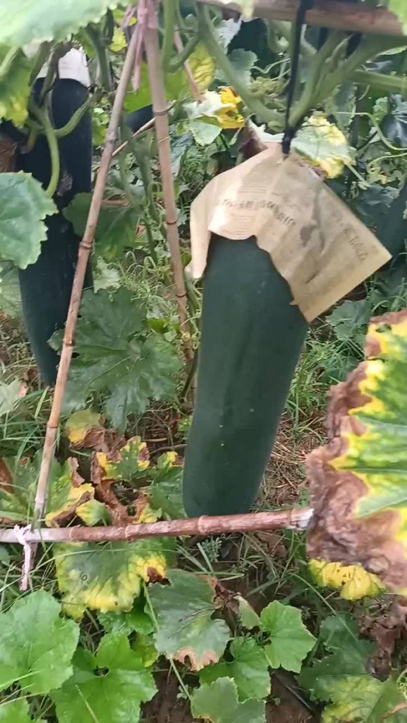 商丘本地精品吊冬瓜黑皮，大量现货，质量保证，一手货源，