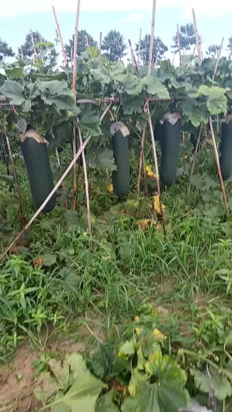 商丘本地精品吊冬瓜黑皮，大量现货，质量保证，一手货源，