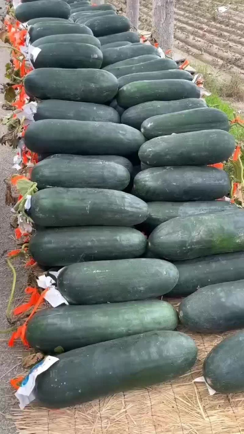 商丘本地精品吊冬瓜黑皮，大量现货，质量保证，一手货源，