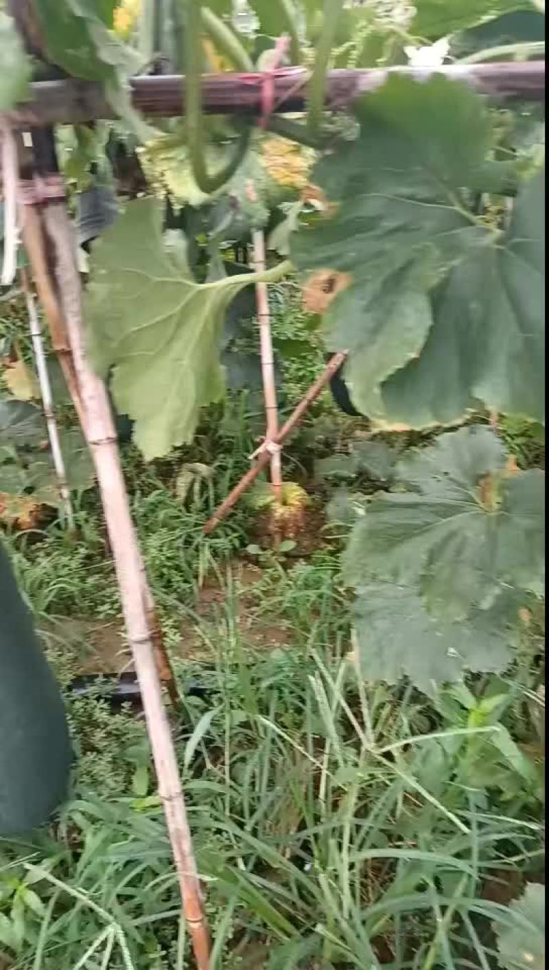 商丘本地精品吊冬瓜黑皮，大量现货，质量保证，一手货源，