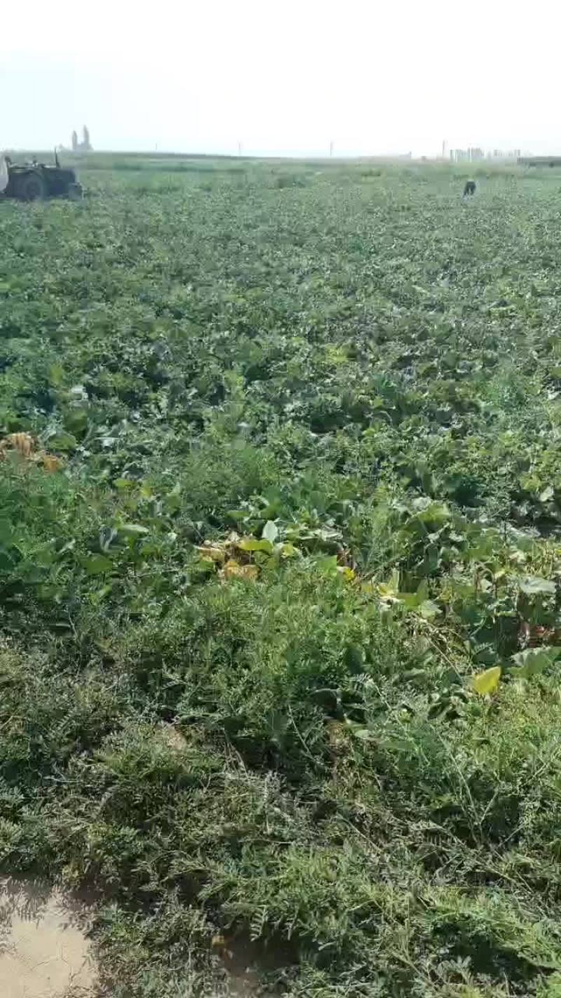 哈密瓜