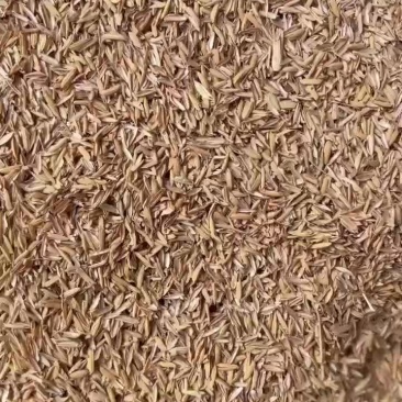 河南羊肚菌种植，菌包
