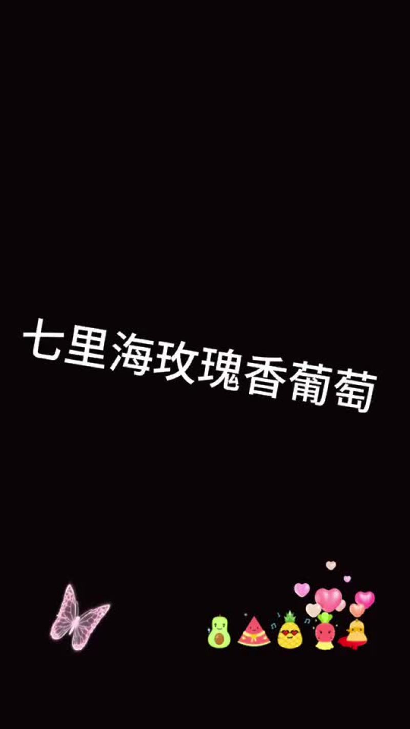 七里海套袋玫瑰香葡萄。已开售