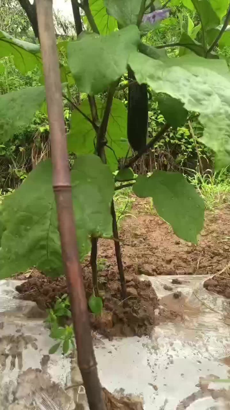 茄子上市了