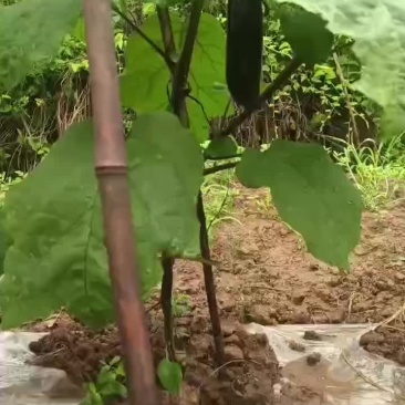 茄子上市了