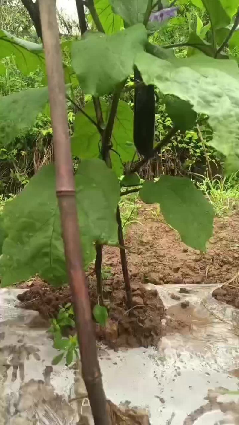 茄子上市了