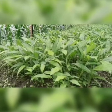 草果苗