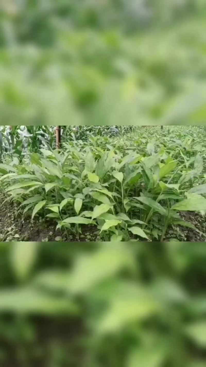 草果苗
