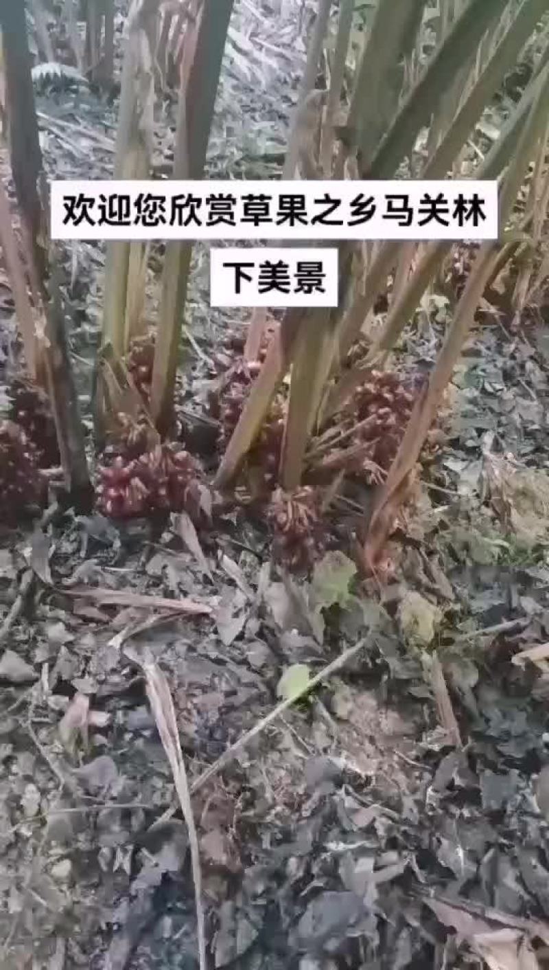 草果苗