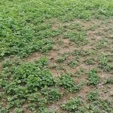 羌活苗子。大量有货。品质保证，一手货源。自产自销。