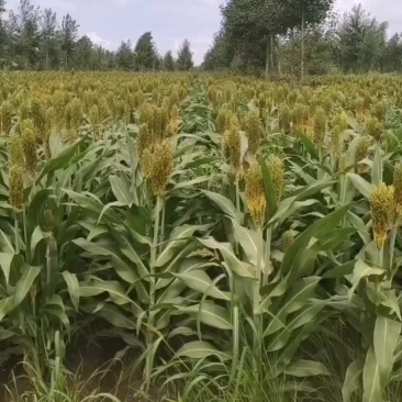 酿酒高粱快收割了红高粱糯高粱都有
