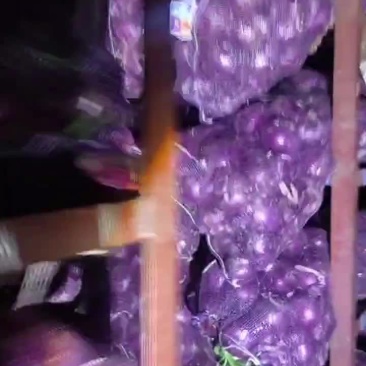 紫红洋葱