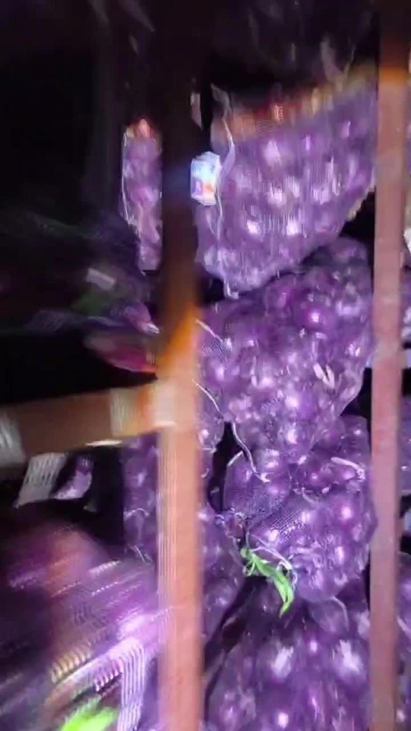 紫红洋葱