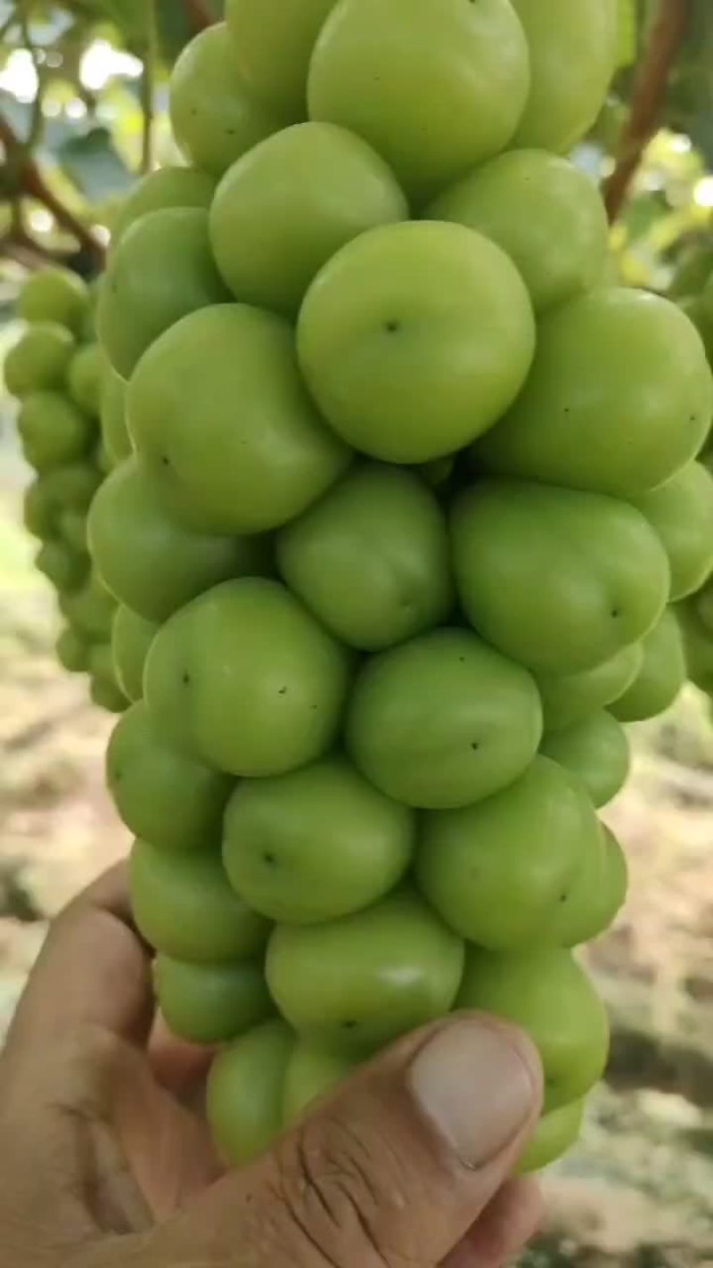 阳光玫瑰葡萄，自产自销，品质有保证