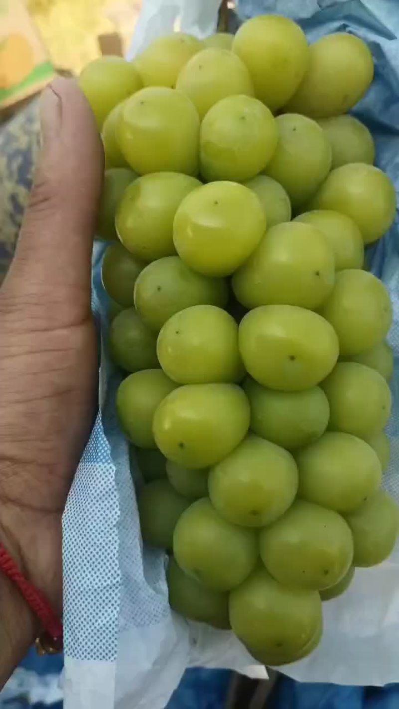 阳光玫瑰葡萄，自产自销，品质有保证