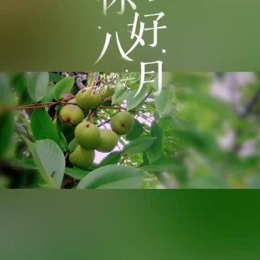 四川大凉山正宗山核桃