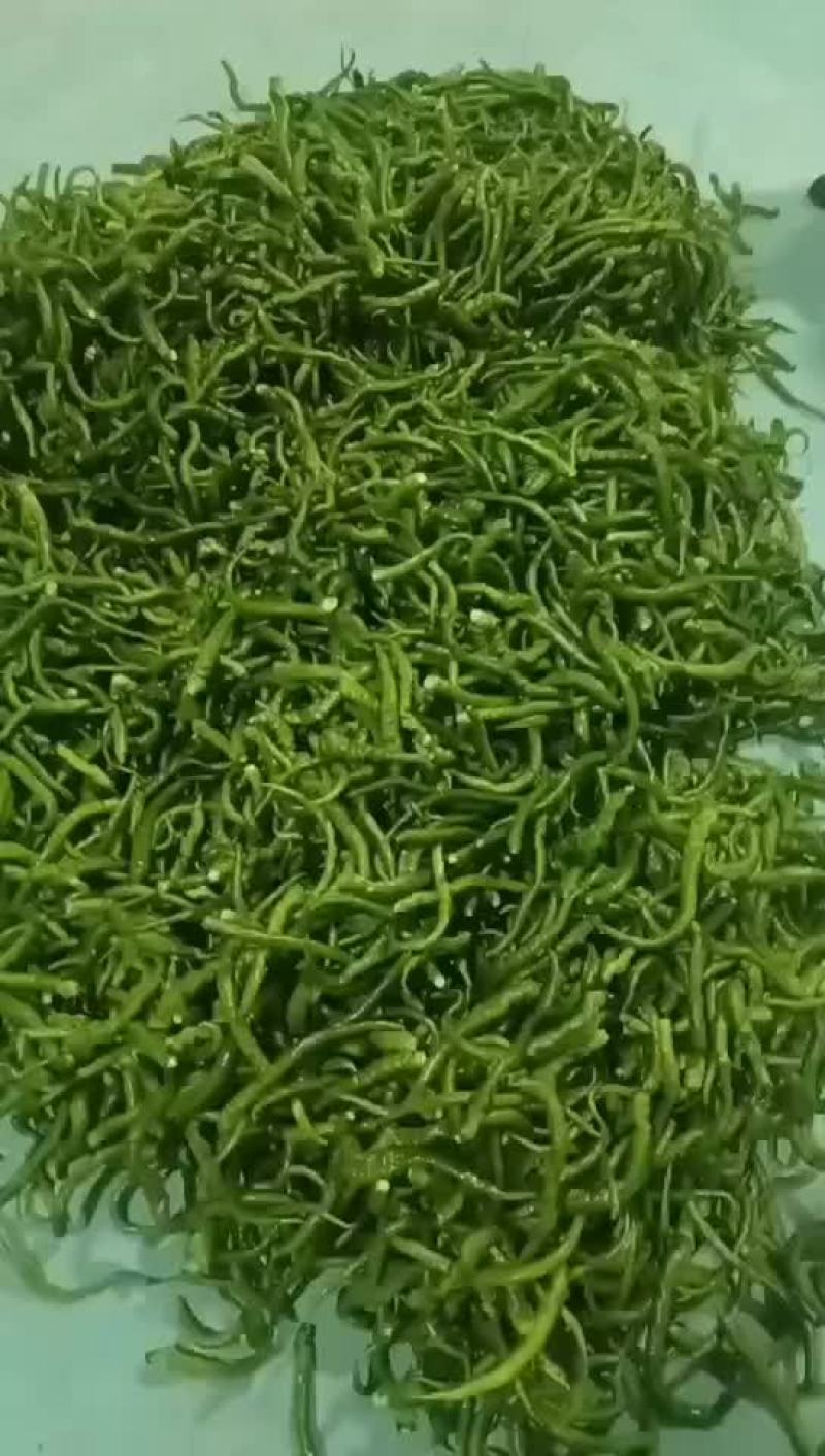 电商八号椒