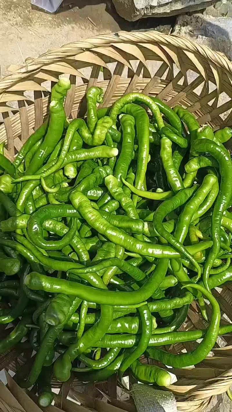 电商八号椒