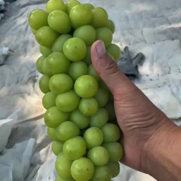阳光玫瑰