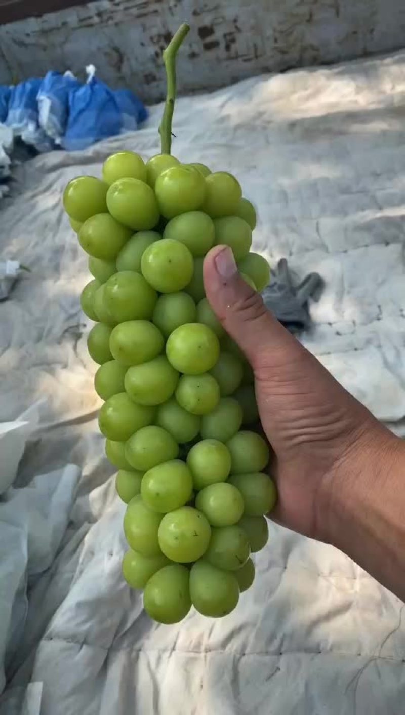 阳光玫瑰
