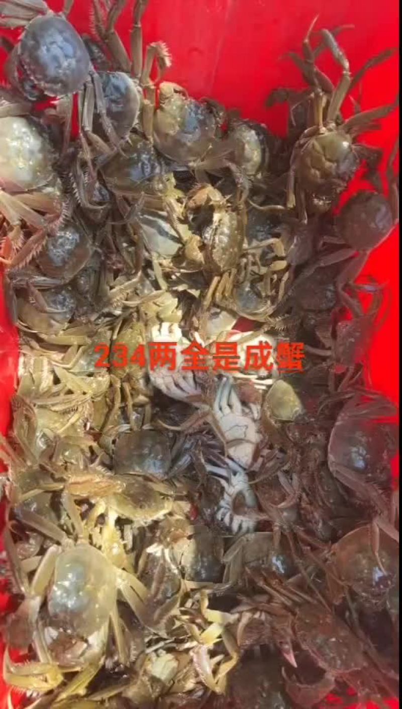 七里海精品河蟹