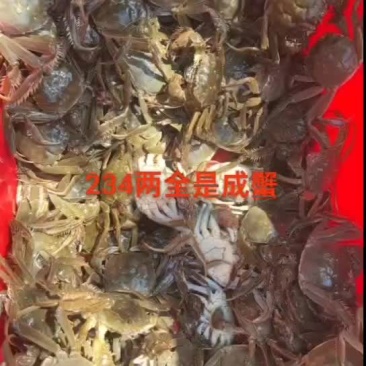 七里海精品河蟹