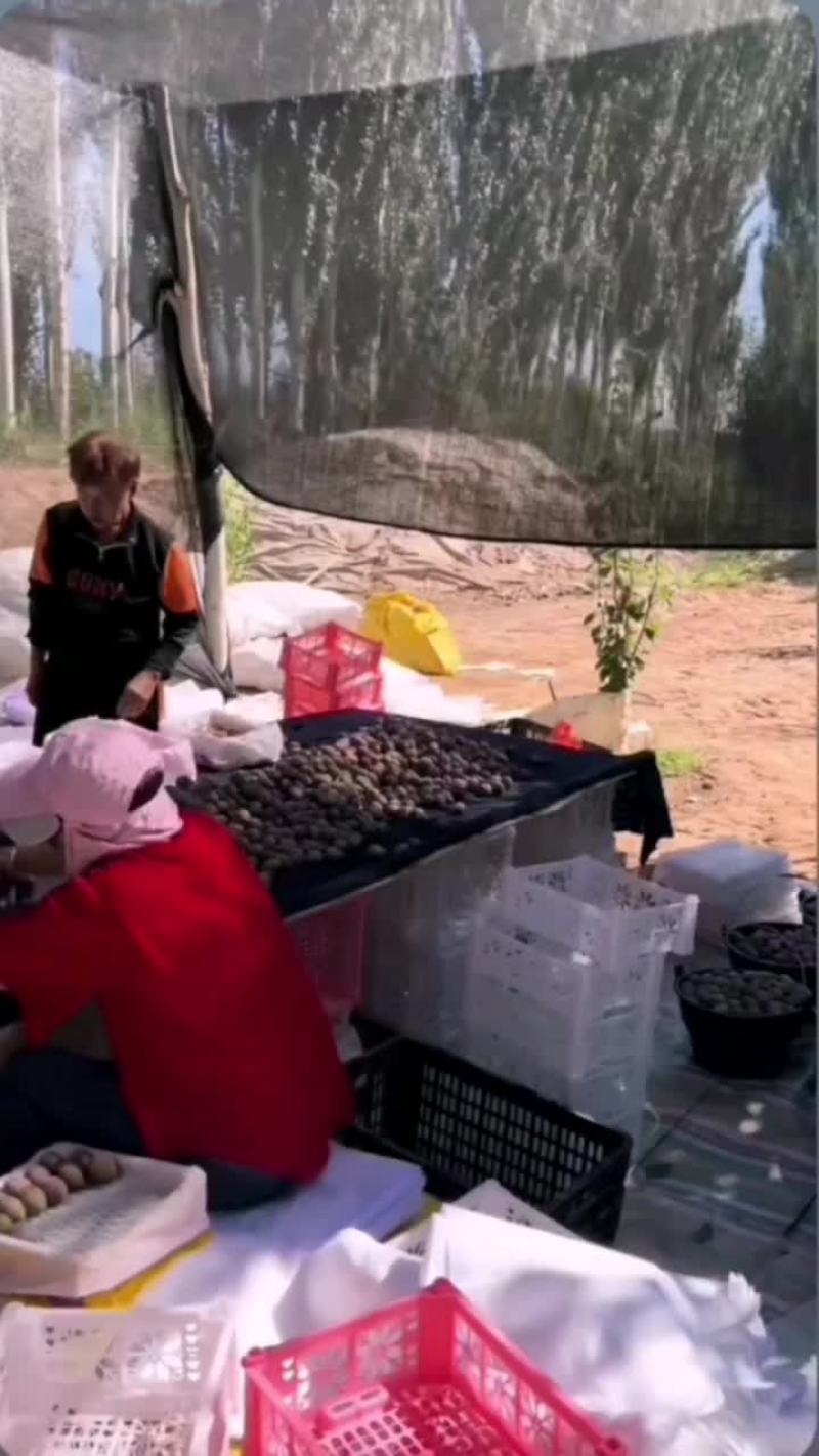 伽师法兰西西梅