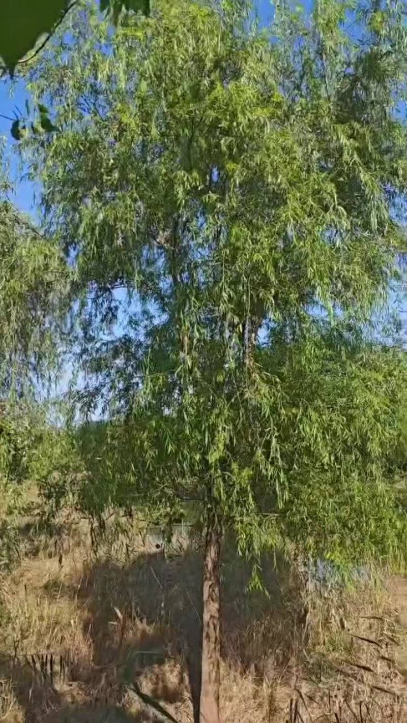 柳树青垂柳苗圃基地各种规格青垂柳大量供应