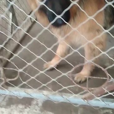 牧羊犬，金毛，拉布拉多