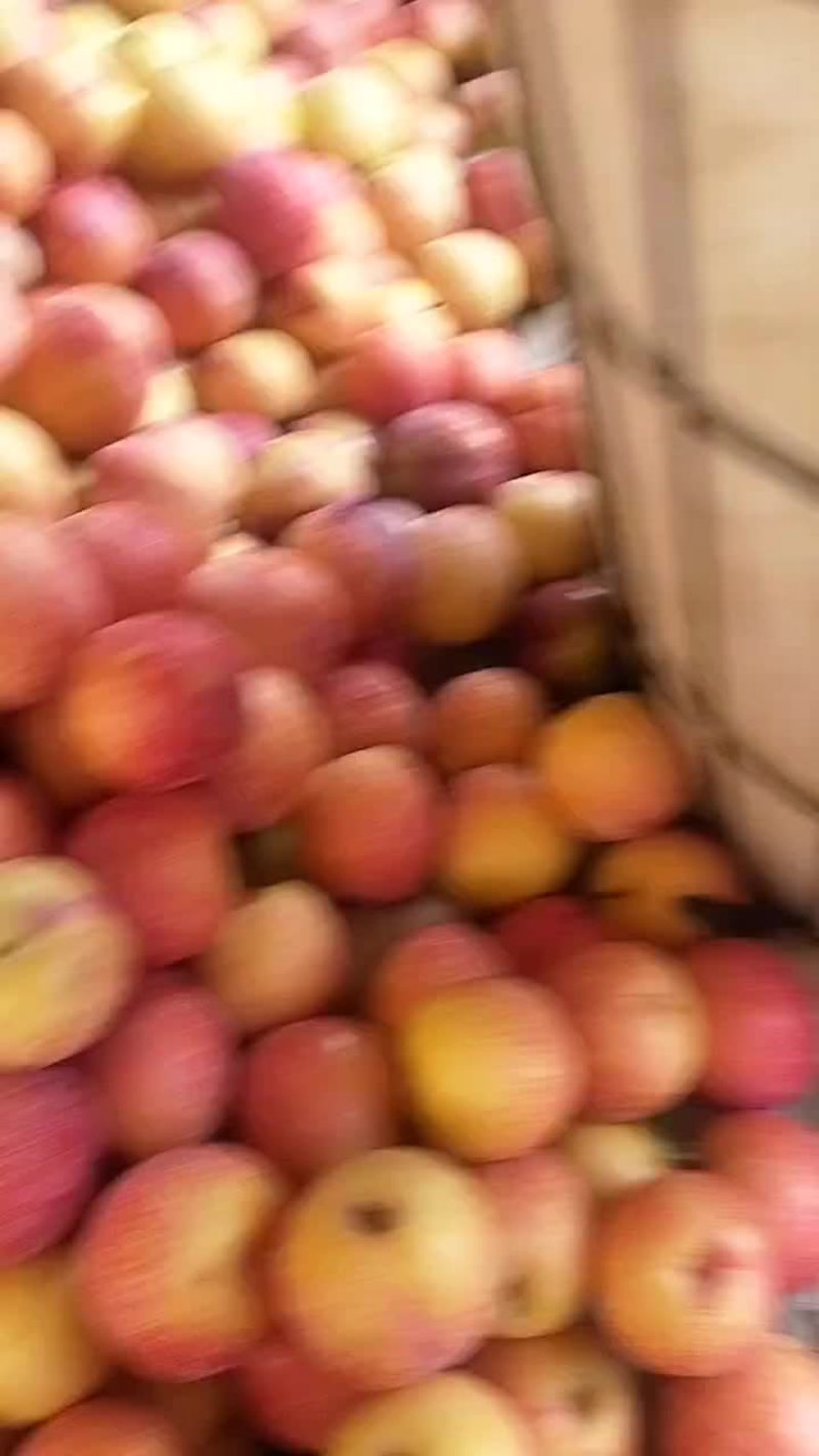 套袋红八一