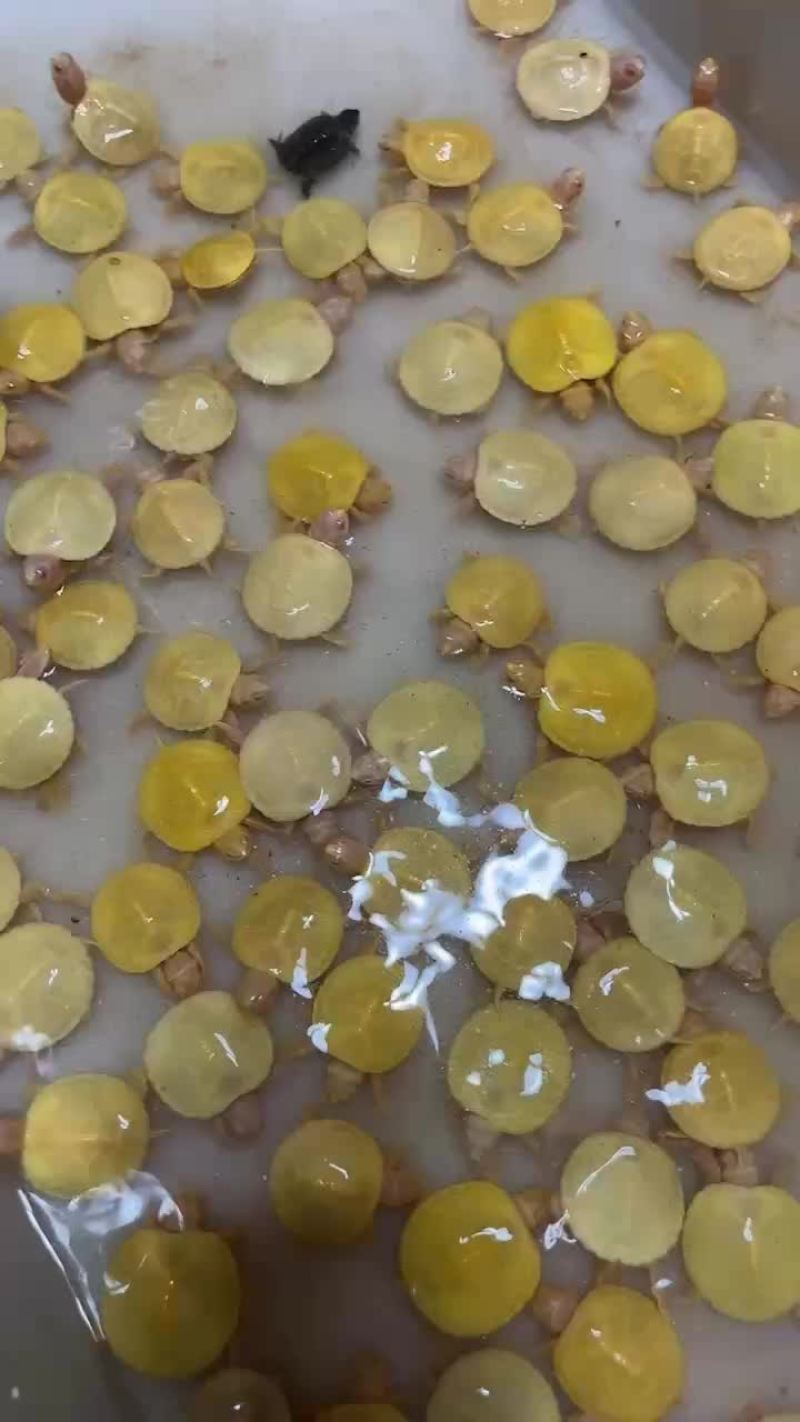 自家白巴苗