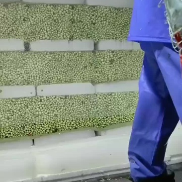精品西芹