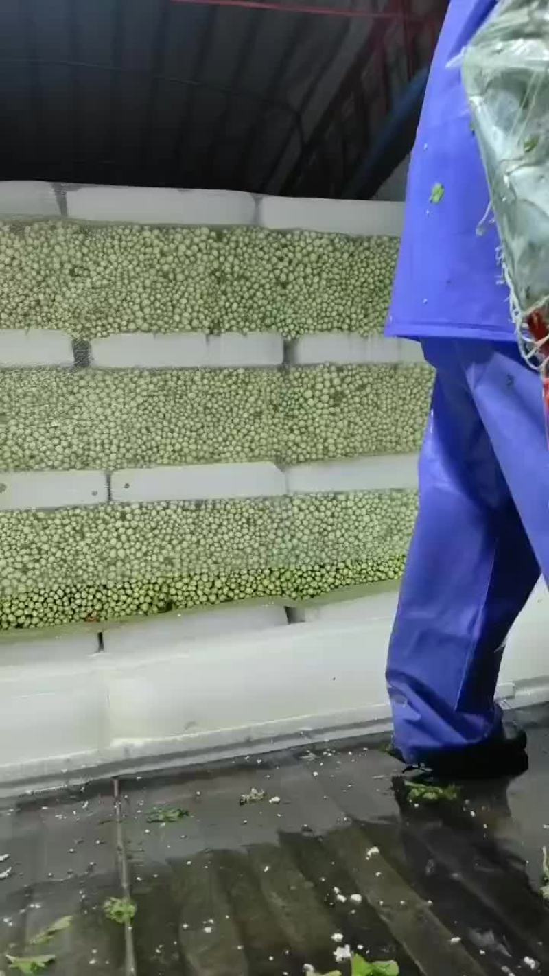 精品西芹