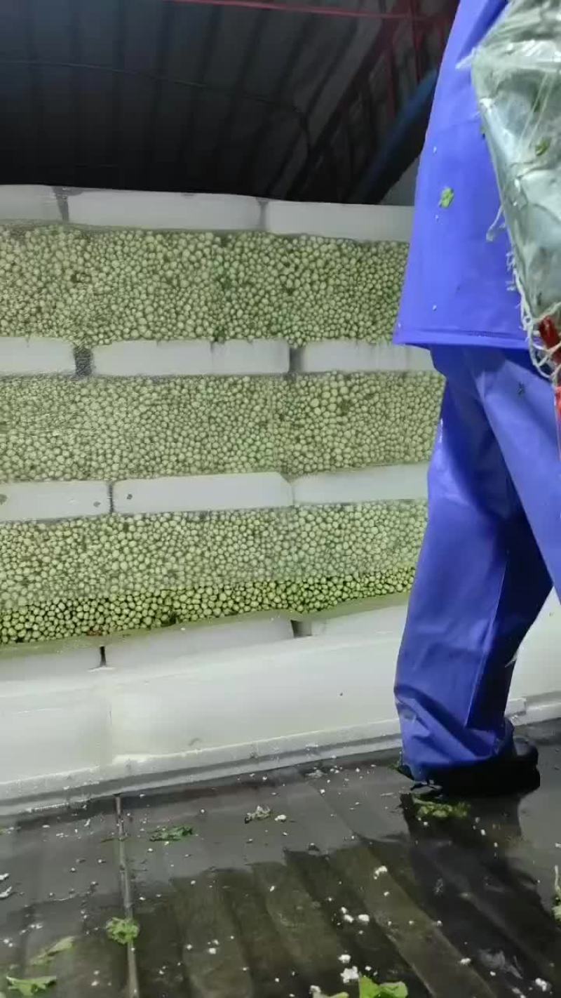 精品西芹