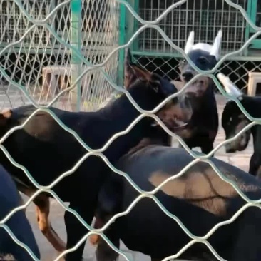 双血统杜宾犬现货价格不高，全国可发