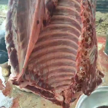 驴排