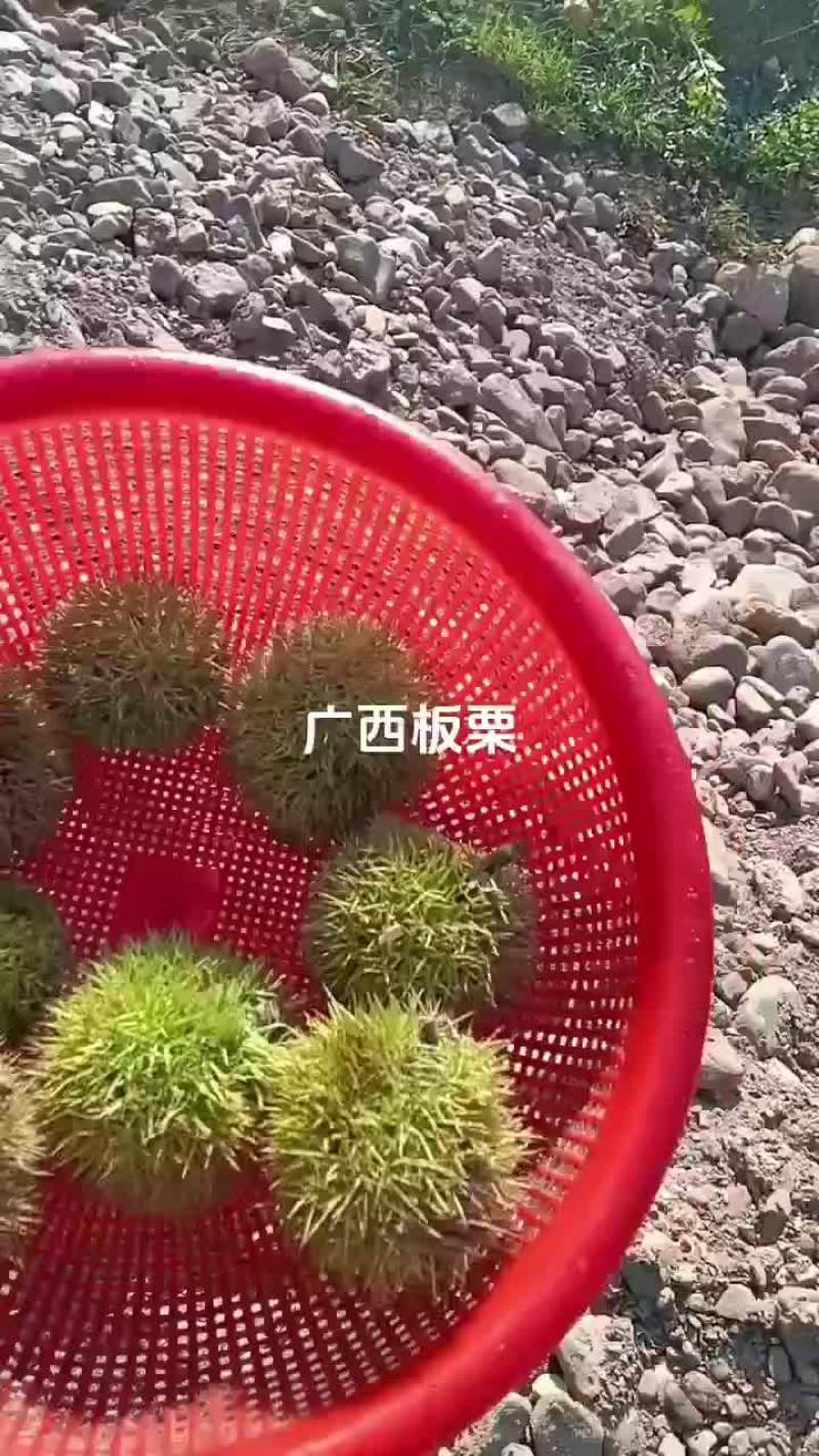 板栗球