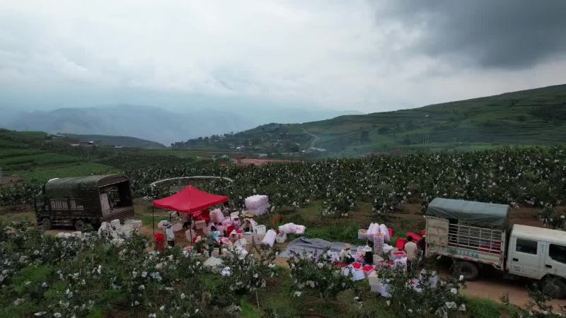 突尼斯软籽石榴