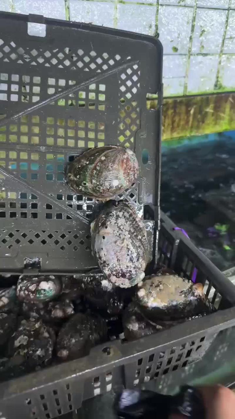 代购各种海鲜水产品，市场批发价格，生鲜冰冻都有