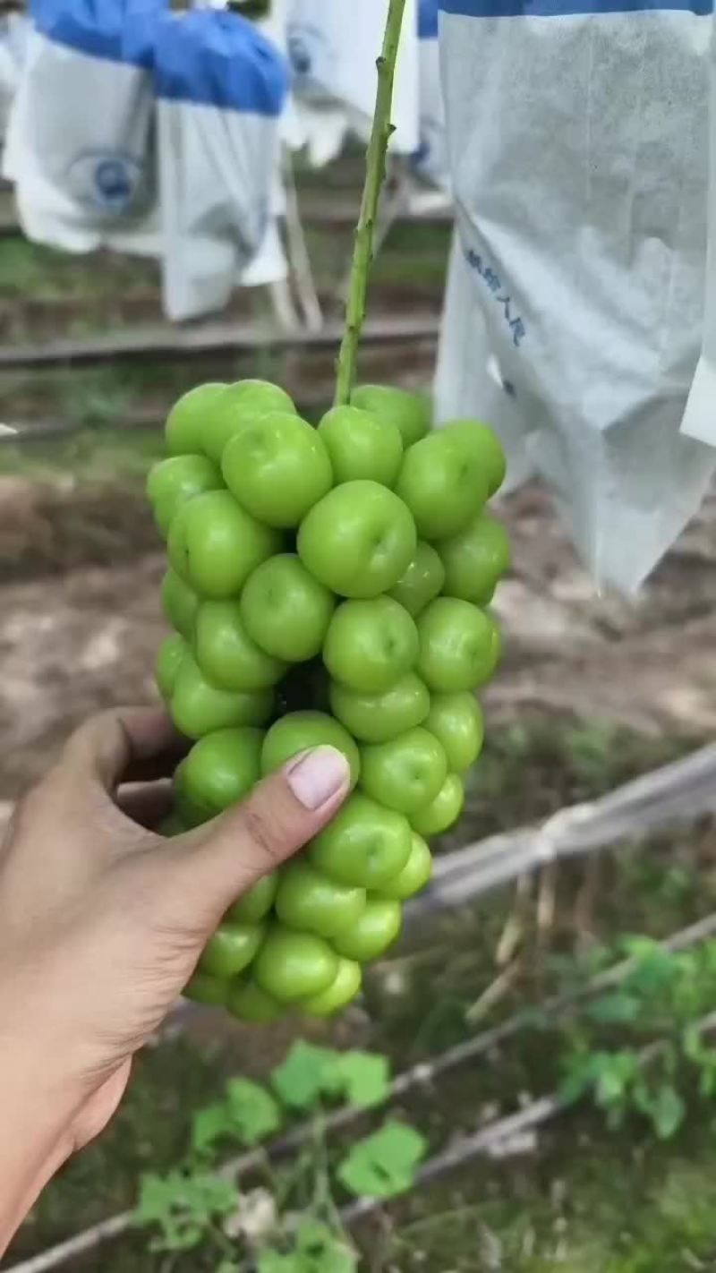 阳光玫瑰葡萄