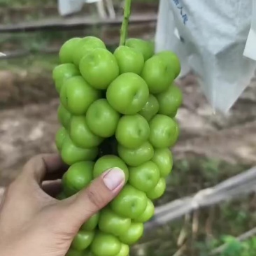 阳光玫瑰葡萄