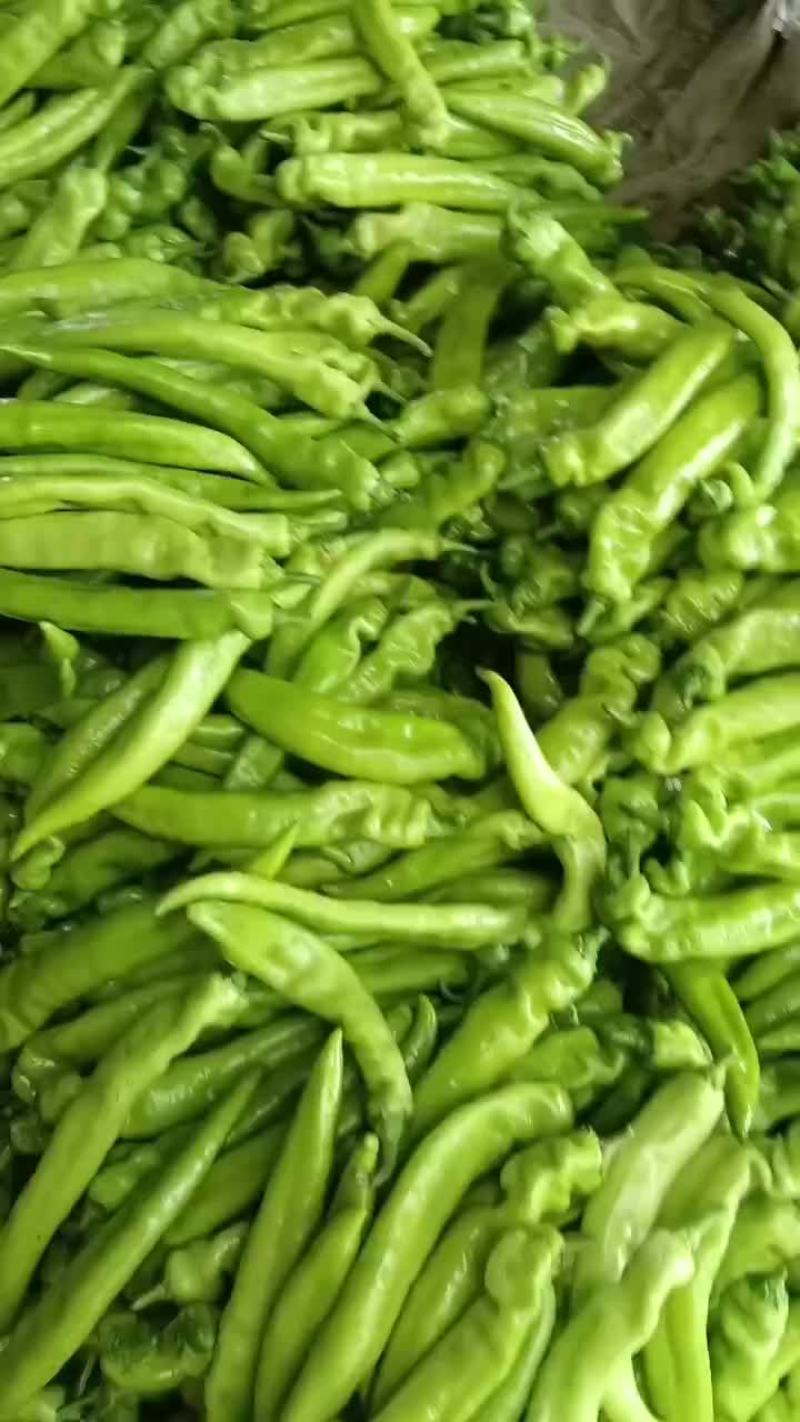 乐亭县尖椒麻辣螺丝青椒大量上市质量一流专业团队