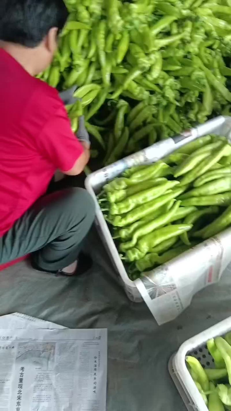 乐亭县尖椒麻辣螺丝青椒大量上市质量一流专业团队