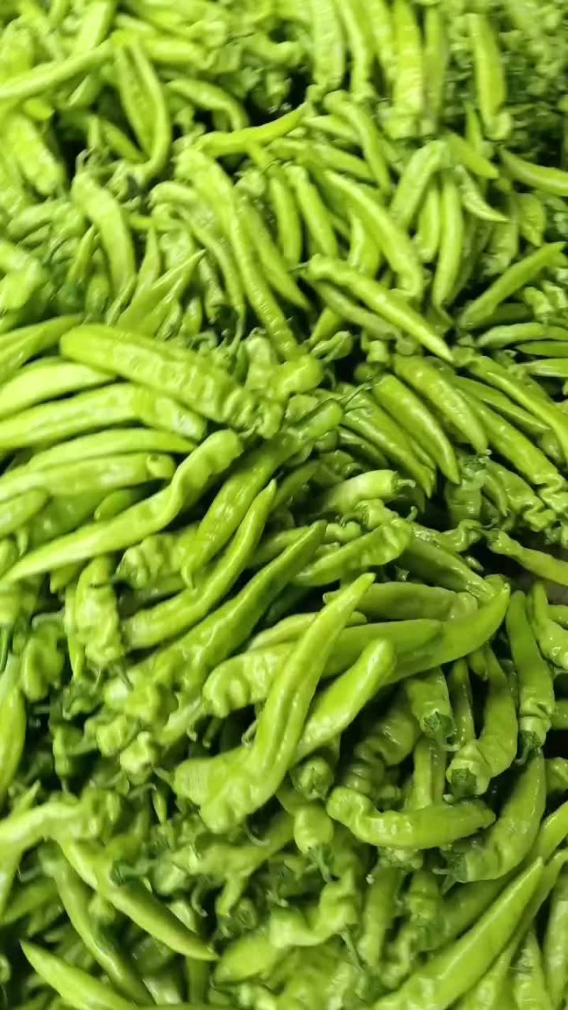 乐亭县尖椒麻辣螺丝青椒大量上市质量一流专业团队